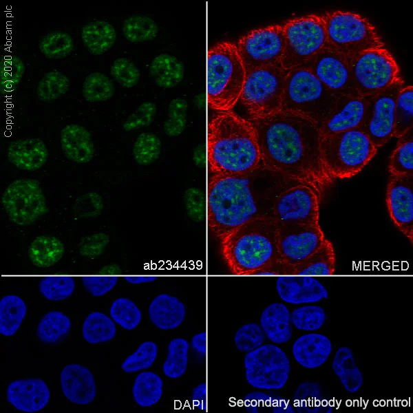 Immunocytochemistry/ Immunofluorescence - Anti-PPM1D/WIP1 antibody [EPR22960-39] (AB234439)