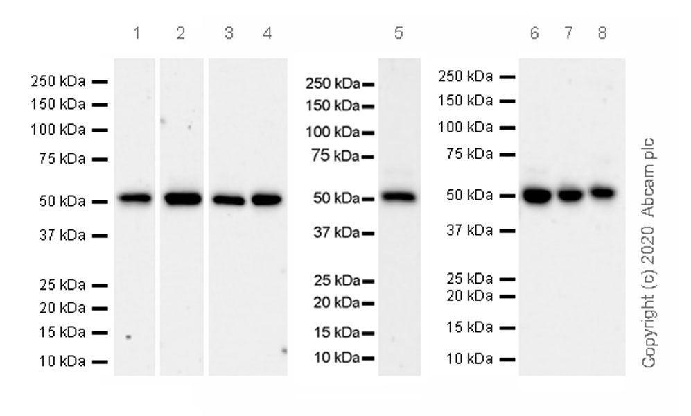 Western blot - Anti-PPM1D/WIP1 antibody [EPR22960-39] (AB234439), expandable thumbnail