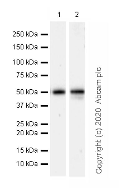 Western blot - Anti-PPM1D/WIP1 antibody [EPR22960-39] (AB234439), expandable thumbnail