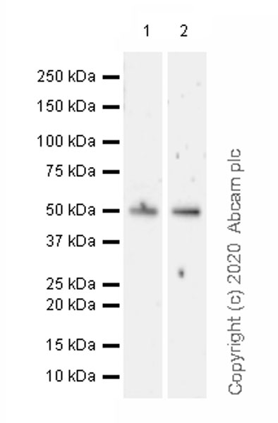 Western blot - Anti-PPM1D/WIP1 antibody [EPR22960-39] (ab234439), expandable thumbnail
