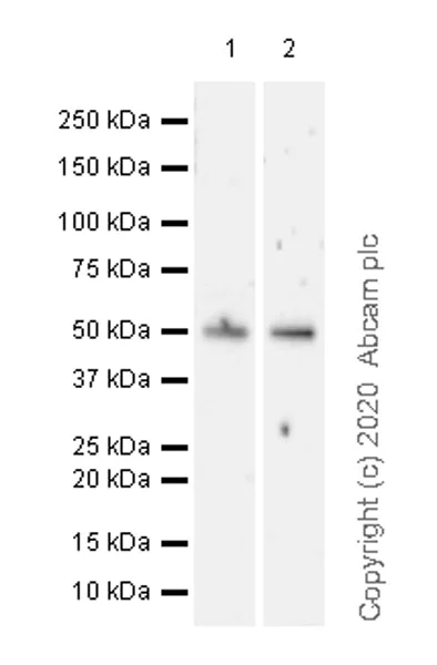 Western blot - Anti-PPM1D/WIP1 antibody [EPR22960-39] (AB234439)