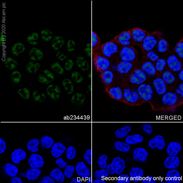 Immunocytochemistry/ Immunofluorescence - Anti-PPM1D/WIP1 antibody [EPR22960-39] - BSA and Azide free (AB269864)