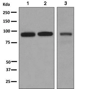 Western blot - Anti-PPM1E antibody [EPR8721] - BSA and Azide free (AB248834)