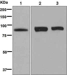 Western blot - Anti-PPM1E antibody [EPR8722] (AB137023)