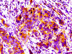 Immunohistochemistry (Formalin/PFA-fixed paraffin-embedded sections) - Anti-PPM1F/POPX2 antibody (AB236884)
