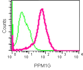 Flow Cytometry (Intracellular) - Anti-PPM1G antibody [EPR13362-31] (AB186423)