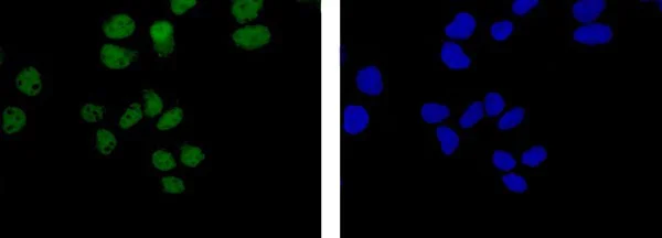 Immunocytochemistry/ Immunofluorescence - Anti-PPM1G antibody [EPR13362-31] - BSA and Azide free (AB250879)