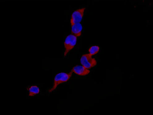 Immunocytochemistry/ Immunofluorescence - Anti-PPM1G antibody [EPR13362-31] - BSA and Azide free (AB250879)