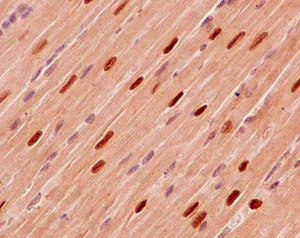 Immunohistochemistry (Formalin/PFA-fixed paraffin-embedded sections) - Anti-PPM1G antibody [EPR13362-31] - BSA and Azide free (AB250879)