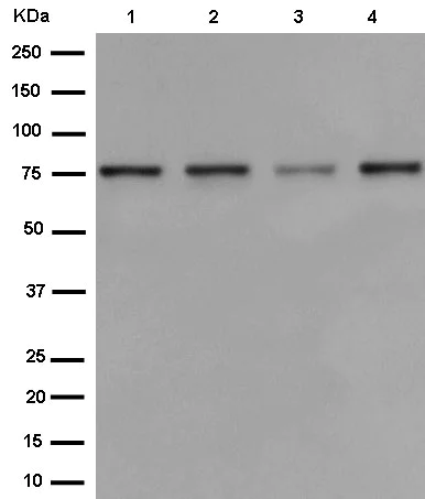 Western blot - Anti-PPM1G antibody [EPR13362-31] - BSA and Azide free (AB250879)
