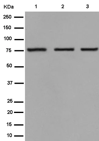 Western blot - Anti-PPM1G antibody [EPR13362] - BSA and Azide free (AB250738)