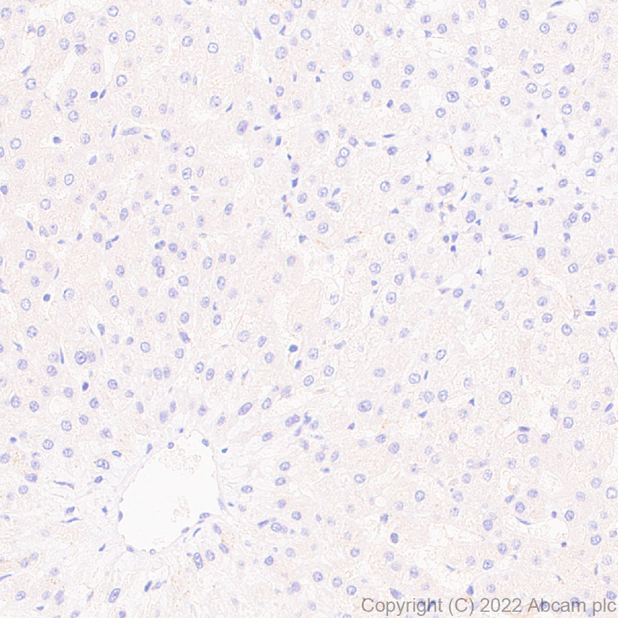 Immunohistochemistry (Formalin/PFA-fixed paraffin-embedded sections) - Anti-PPM1H antibody [EPR26028-53] (AB303536)