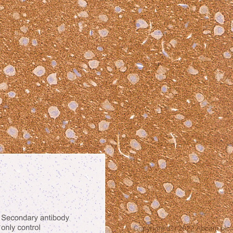 Immunohistochemistry (Formalin/PFA-fixed paraffin-embedded sections) - Anti-PPM1H antibody [EPR26028-53] - BSA and Azide free (AB303537)