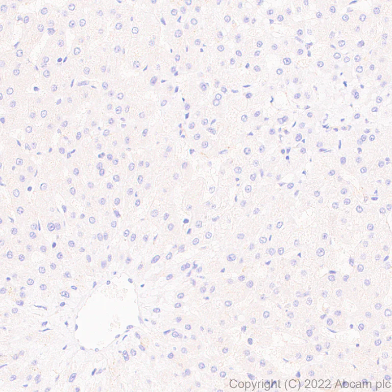 Immunohistochemistry (Formalin/PFA-fixed paraffin-embedded sections) - Anti-PPM1H antibody [EPR26028-53] - BSA and Azide free (AB303537)