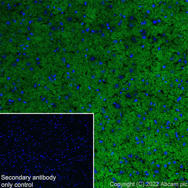 Immunohistochemistry (Frozen sections) - Anti-PPM1H antibody [EPR26028-53] - BSA and Azide free (AB303537)