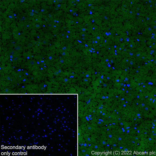 Immunohistochemistry (Frozen sections) - Anti-PPM1H antibody [EPR26028-53] - BSA and Azide free (AB303537)