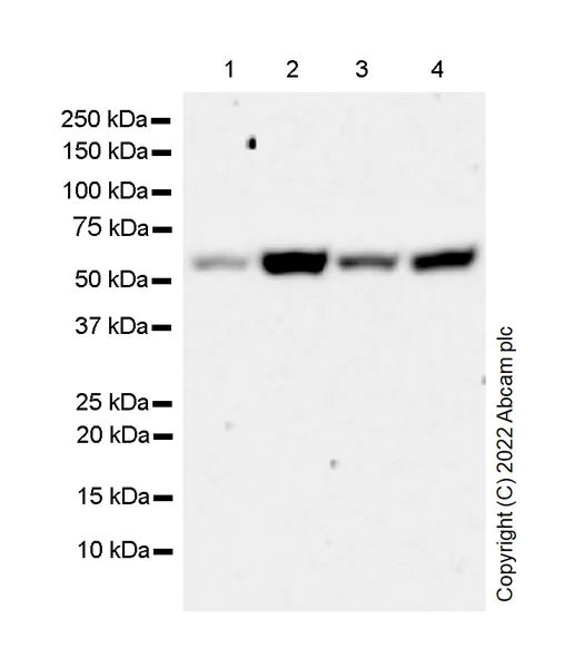 Western blot - Anti-PPM1H antibody [EPR26028-53] - BSA and Azide free (AB303537)