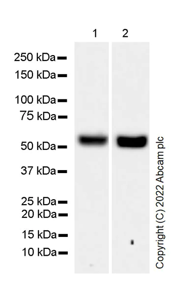 Western blot - Anti-PPM1H antibody [EPR26028-53] - BSA and Azide free (AB303537)
