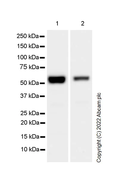 Western blot - Anti-PPM1H antibody [EPR26028-53] - BSA and Azide free (AB303537)