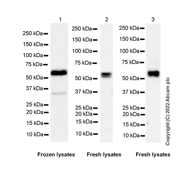Western blot - Anti-PPM1H antibody [EPR26028-53] - BSA and Azide free (AB303537)