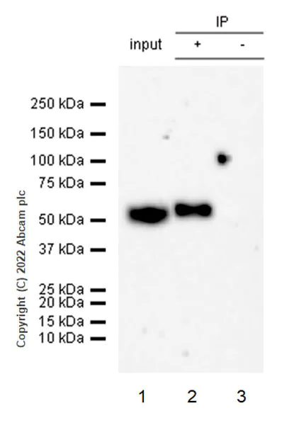 Western blot - Anti-PPM1H antibody [EPR26028-53] - BSA and Azide free (AB303537)