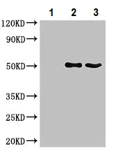 Immunoprecipitation - Anti-PPOX antibody (AB236853)