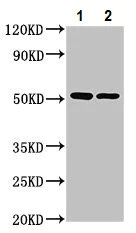 Western blot - Anti-PPOX antibody (AB236853)