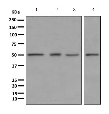 Western blot - Anti-PPOX antibody [EPR10400] - BSA and Azide free (AB249536), expandable thumbnail