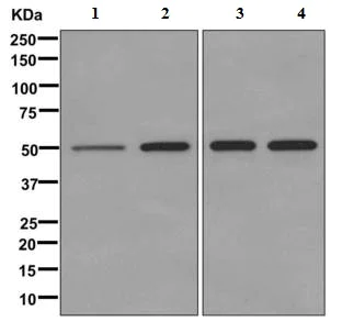 Western blot - Anti-PPOX antibody [EPR10401] - BSA and Azide free (AB249564)