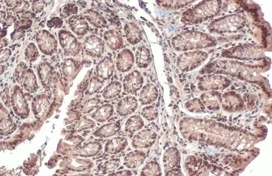 Immunohistochemistry (Formalin/PFA-fixed paraffin-embedded sections) - Anti-PPP1A/PPP1CA antibody (AB137512)