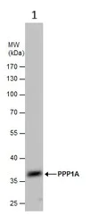 Western blot - Anti-PPP1A/PPP1CA antibody (AB137512)