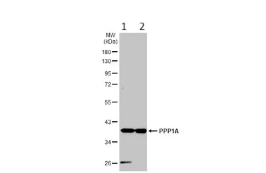 Western blot - Anti-PPP1A/PPP1CA antibody (AB137512)