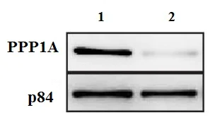 Western blot - Anti-PPP1A/PPP1CA antibody (AB137512)