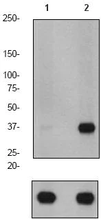Western blot - Anti-PPP1A/PPP1CA (phospho T320) antibody [EP1512Y] (AB62334)
