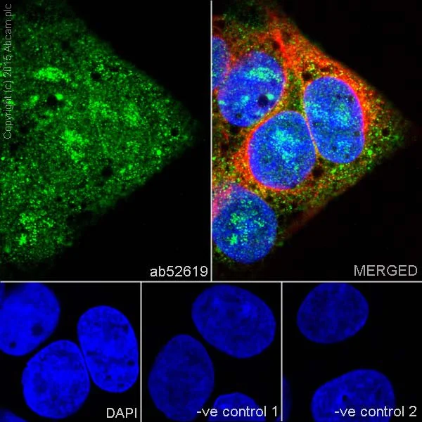 Immunocytochemistry/ Immunofluorescence - Anti-PPP1CA + PPP1CB antibody [EP1511Y] (AB52619)
