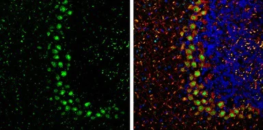 Immunohistochemistry (Frozen sections) - Anti-PPP1CB antibody (AB154600)