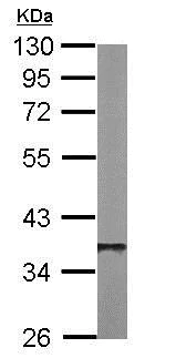 Western blot - Anti-PPP1CB antibody (AB154600)