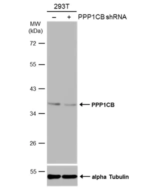 Western blot - Anti-PPP1CB antibody (AB154600)