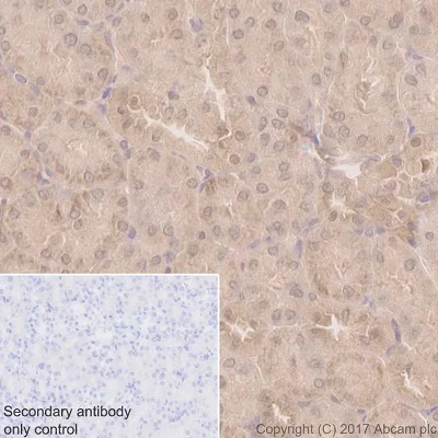 Immunohistochemistry (Formalin/PFA-fixed paraffin-embedded sections) - Anti-PPP1CB antibody [EP1804Y] (AB53315)