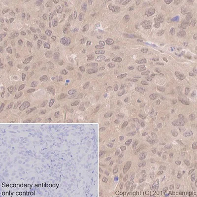 Immunohistochemistry (Formalin/PFA-fixed paraffin-embedded sections) - Anti-PPP1CB antibody [EP1804Y] - BSA and Azide free (AB284701)