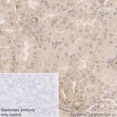 Immunohistochemistry (Formalin/PFA-fixed paraffin-embedded sections) - Anti-PPP1CB antibody [EP1804Y] - BSA and Azide free (ab284701), expandable thumbnail