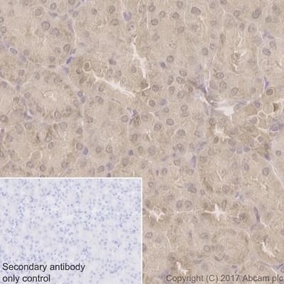 Immunohistochemistry (Formalin/PFA-fixed paraffin-embedded sections) - Anti-PPP1CB antibody [EP1804Y] - BSA and Azide free (ab284701), expandable thumbnail