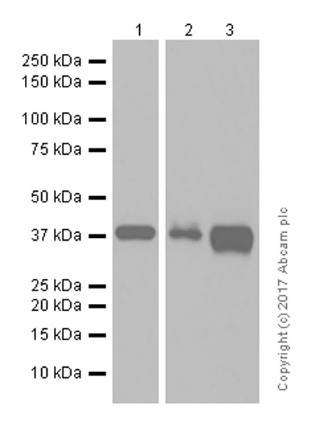 Western blot - Anti-PPP1CB antibody [EP1804Y] - BSA and Azide free (AB284701)