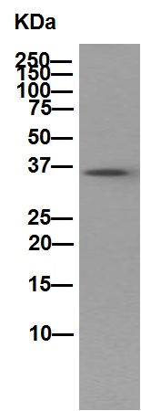 Western blot - Anti-PPP1CB antibody [EP1804Y] - BSA and Azide free (ab284701), expandable thumbnail