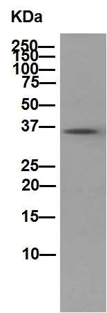 Western blot - Anti-PPP1CB antibody [EP1804Y] - BSA and Azide free (AB284701)