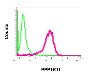 Flow Cytometry (Intracellular) - Anti-PPP1R11 antibody [EPR11965] - BSA and Azide free (AB249675)
