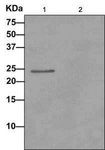 Immunoprecipitation - Anti-PPP1R11 antibody [EPR11965] - BSA and Azide free (AB249675), expandable thumbnail