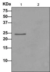 Immunoprecipitation - Anti-PPP1R11 antibody [EPR11965] - BSA and Azide free (AB249675)