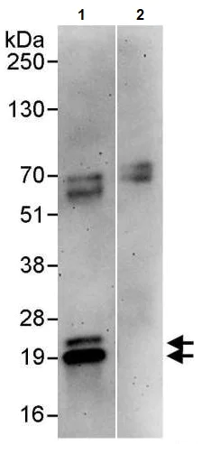 Immunoprecipitation - Anti-PPP1R14B/PNG antibody (AB246012)