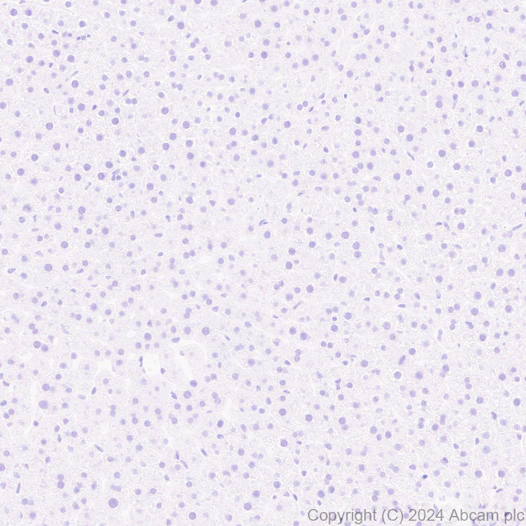 Immunohistochemistry (Formalin/PFA-fixed paraffin-embedded sections) - Anti-Ppp1r17 antibody [EPR29124-227] (AB317831)